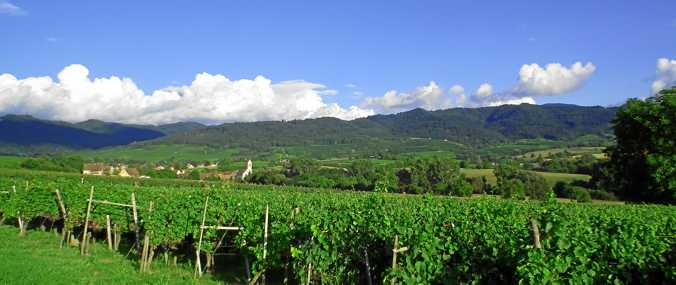 Vom Rebland zum Schwarzwald Im Oberland